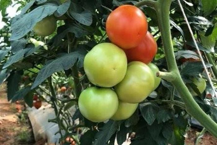 Cà chua xanh chứa hàm lượng cao solanine và tomatine, hai hợp chất glycoalkaloid tự nhiên có tác dụng bảo vệ cây khỏi sâu bệnh. Ảnh minh họa