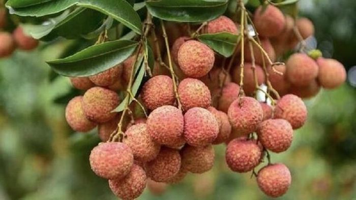 Nếu biết bảo quản đúng cách, bạn sẽ có vải để ăn suốt cả năm. Ảnh minh họa