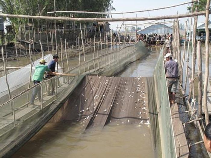 Xưa kia cá nhiều, người dân miền Tây dùng vó gạt để hứng bắt trên các cánh đồng