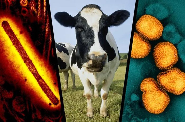 Sự xuất hiện của bệnh viêm vú do H5N1 không chỉ làm giảm sản lượng sữa mà còn gây thiệt hại kinh tế đáng kể cho các trang trại