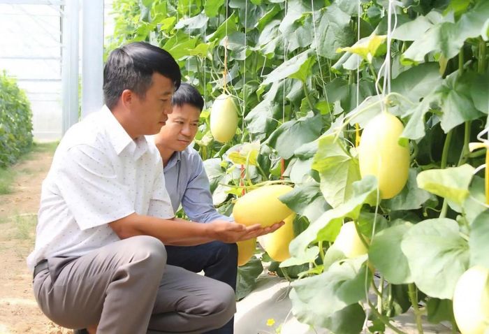  Nông dân trồng dưa lưới công nghệ cao trên địa bàn tỉnh Khánh Hòa. 
