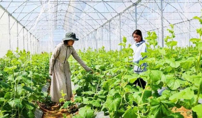  Nông dân Bác Ái sản xuất nông nghiệp ứng dụng công nghệ cao.