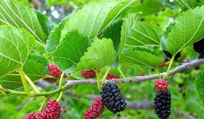 Một trong những công dụng được nhắc đến nhiều nhất của lá dâu tằm là khả năng thanh nhiệt, nóng trong (Ảnh minh họa)