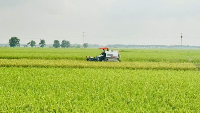 Sau vụ thu hoạch này, nhiều diện tích đất nông nghiệp tại khu vực phía Nam Hà Nội sẽ được bàn giao cho các dự án phát triển, mở ra yêu cầu cấp thiết về chuyển đổi nghề nghiệp và sinh kế cho người dân. Ảnh: Đ.L