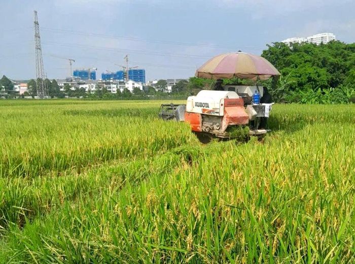 HTX La Phù sử dụng máy gặt lúa giúp giảm chi phí và công lao động cho thành.viên, nông dân. Ảnh: Nguyễn Hưng