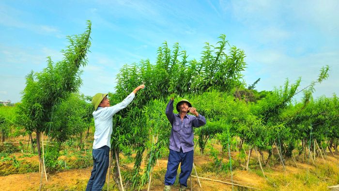 Diện tích trồng đào cắt cành, đào tạo dáng huyền giúp mang lại thu nhập cao cho nông dân. Ảnh: Ánh Dương
