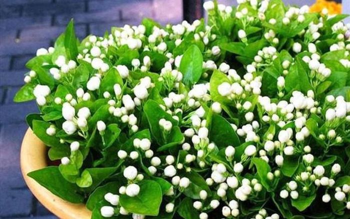 Với hương thơm dịu nhẹ, thanh khiết, hoa nhài được xem là một liều thuốc an thần tự nhiên.