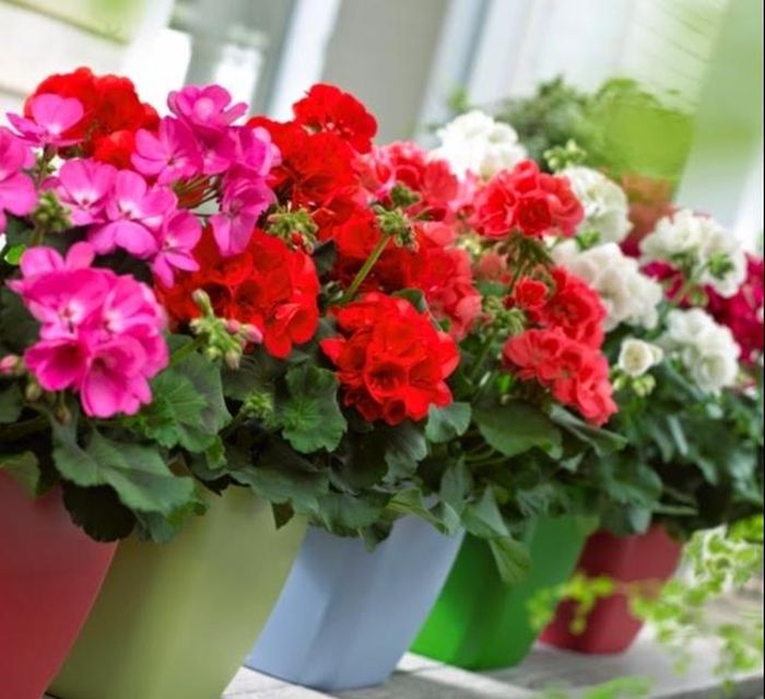 Cây phong lữ tỏa ra hương thơm dịu nhẹ, ngọt ngào giúp thư giãn tinh thần và giảm căng thẳng.