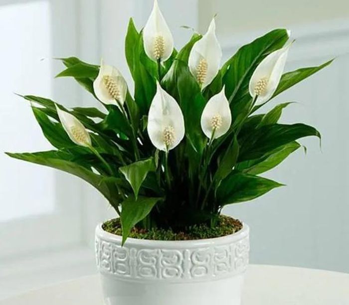 Lan ý là biểu tượng của sự hòa bình, hạnh phúc và tình yêu. Loài cây này không chỉ đẹp mắt mà còn có khả năng hấp thụ các chất độc hại trong không khí.