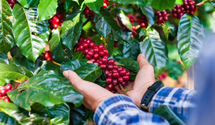 Buôn Ma Thuột hướng đến doanh thu 2 tỉ đô la Mỹ mỗi năm từ du lịch cà phê. Ảnh: TL