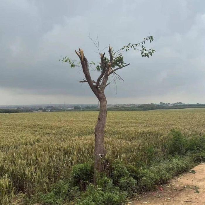  "Cây cô đơn" tại làng Bạch Miếu do bà Lương đốn hạ. Ảnh: News. 