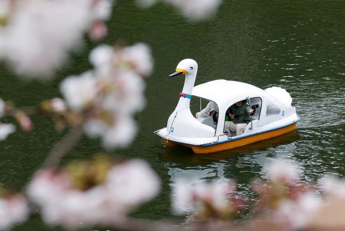  Du khách đi thuyền, chụp ảnh với hoa anh đào tại công viên Chidorigafuchi, Tokyo, Nhật Bản, ngày 26/3. Ảnh: Reuters. 