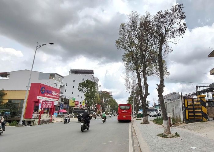 Việc những cây bị chết trong thời gian dài nhưng chưa được cưa hạ khiến cho nhiều hộ dân sống trên tuyến đường lo ngại cho sự an toàn về tính mạng và tài sản