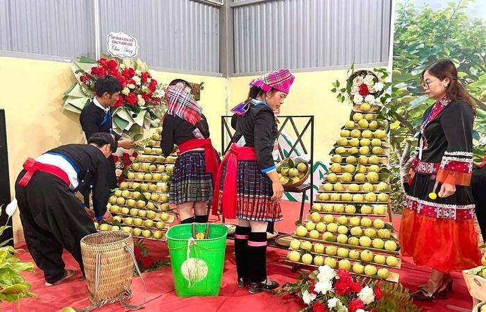 Những quả lê Nùng Nàng được chăm sóc kỳ công, đúng kỹ thuật và an toàn