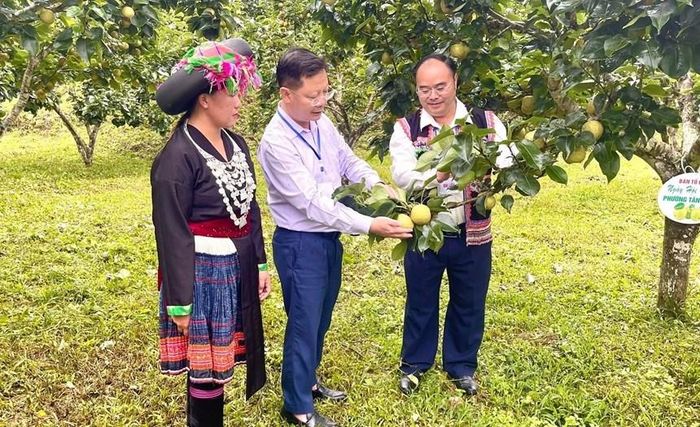 Các đại biểu chia sẻ với bà con về kỹ thuật chăm sóc cây lê ngay tại vườn