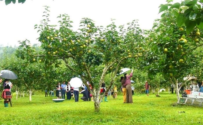 Du khách được trực tiếp trải nghiệm mùa lê chín cùng tấm lòng hiếu khách của người dân nơi đây