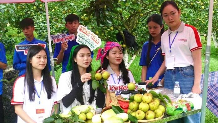 Lê được livestream bán ngay tại vườn.