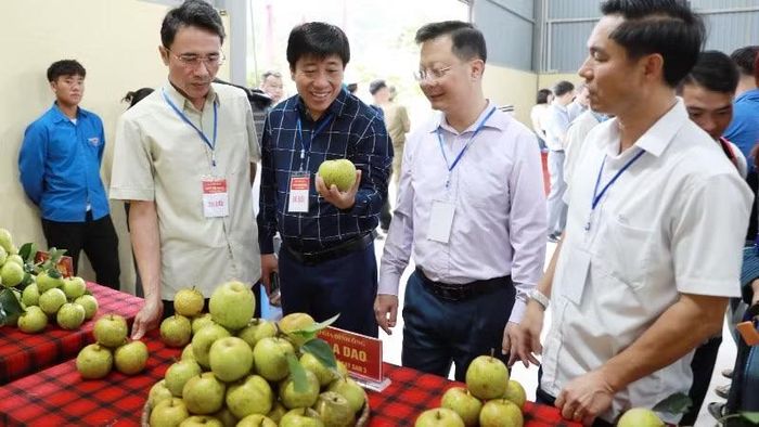 Lãnh đạo tỉnh Lai Châu tham quan sản phẩm lê được người dân trưng bày tại ngày hội