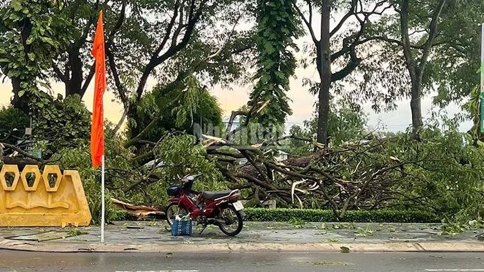 Cây xanh ngã đổ tại Công viên Thiếu nhi, phường Cao Lãnh.