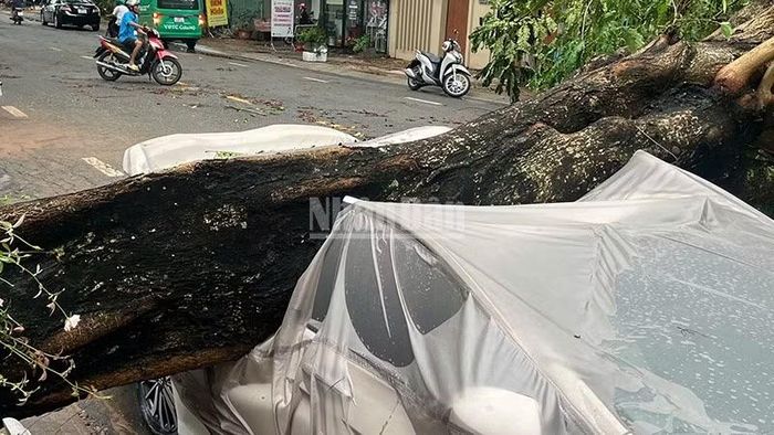 Cây xanh đè bẹp xe ô-tô tại đường Trần Thị Nhượng, phường Cao Lãnh.