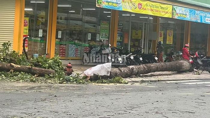 Cây xanh ngã trên đường Thiên Hộ Dương, phường Cao Lãnh.