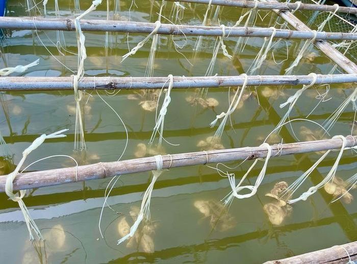 Người nuôi hàu theo dõi sự phát triển của con giống trên các dây treo chuyên dụng.