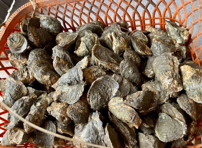 Hàu Thái Bình Dương được thu hoạch sau 6-8 tháng nuôi, mang lại nguồn thu nhập ổn định cho người dân.