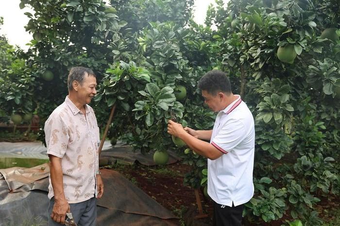 Anh Hồ Hoàng Kha chia sẻ kinh nghiệm sản xuất với các xã viên Hợp tác xã bưởi da xanh Sông Xoài.