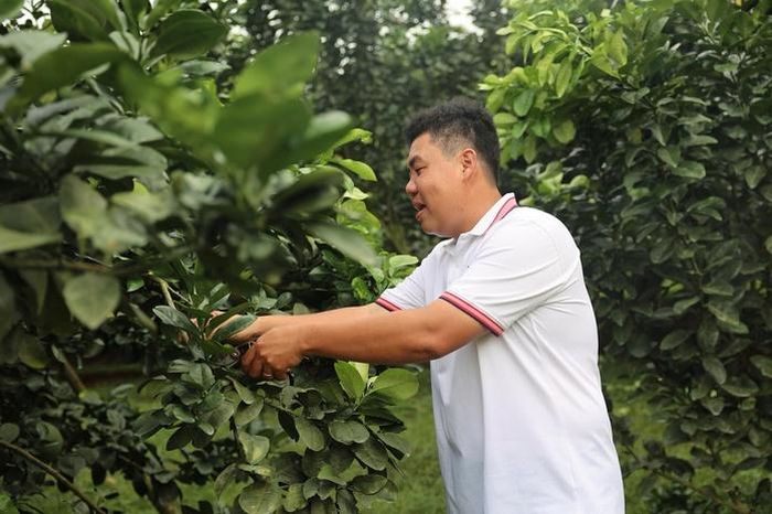 Anh Hồ Hoàng Kha kiểm tra vườn bưởi da xanh