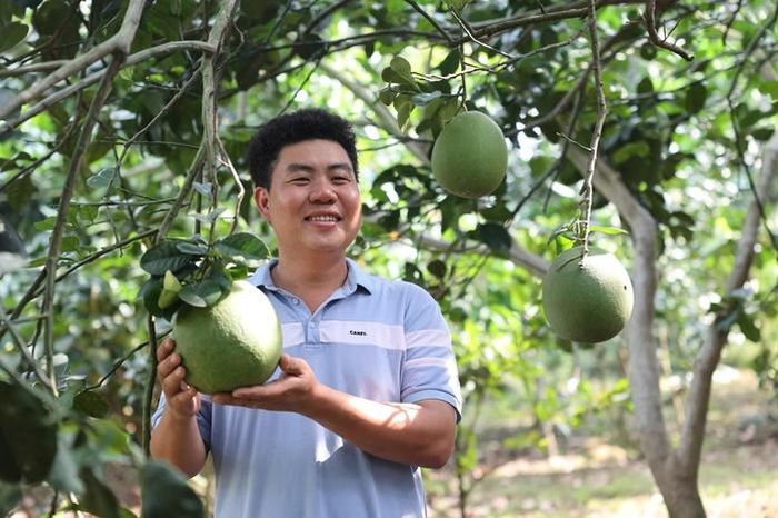 Từ quyết định trở về quê, chàng trai trẻ đã góp phần đưa thương hiệu bưởi da xanh Sông Xoài vươn xa.