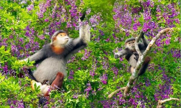 Voọc chà vá và hoa thàn mát Sơn Trà.