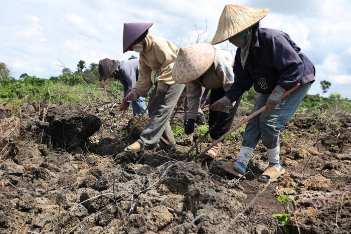  Bà con buôn Ol cần mẫn gieo trồng trên vùng đất đá dung nham 