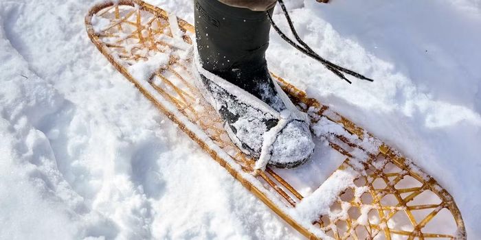 Ảnh: Northern Toboggan Co