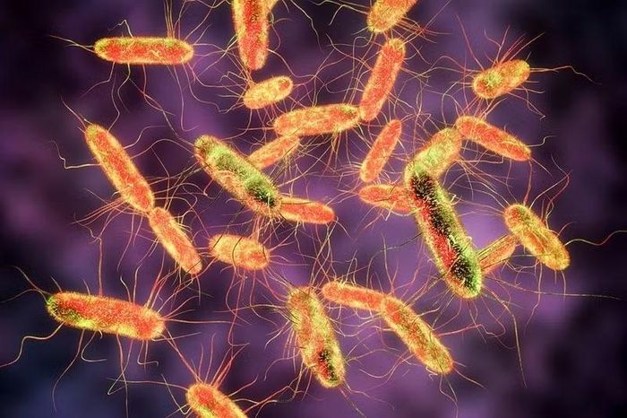 Khuẩn Salmonella - tác nhân gây ngộ độc