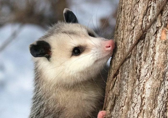 Ảnh: dev.welcomewildlife