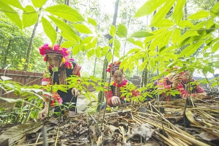 Sâm Lai Châu sở hữu nhiều tiềm năng phát triển trong tương lai.