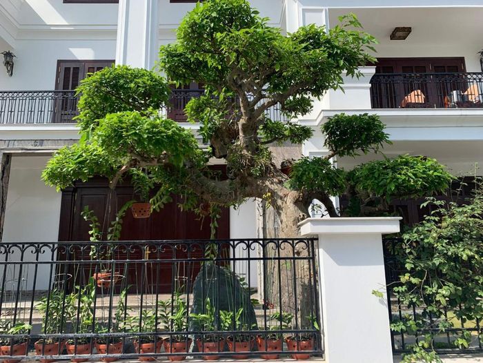 Cây sung với tán lá rộng, thân vững chãi cũng hay được trồng trước cổng nhà. 