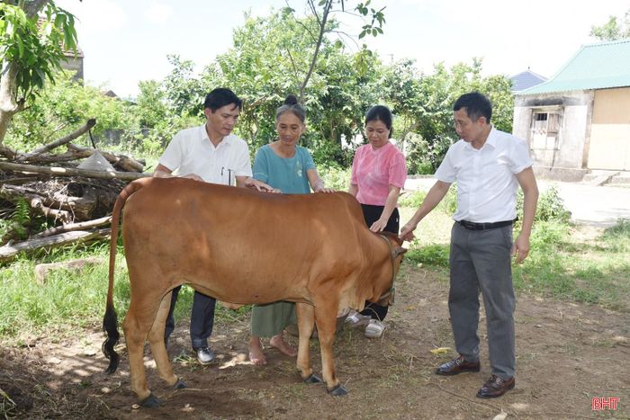 Bà Nguyễn Thị Giảng (thứ 2 từ trái qua) phấn khởi vì bò phát triển tốt.