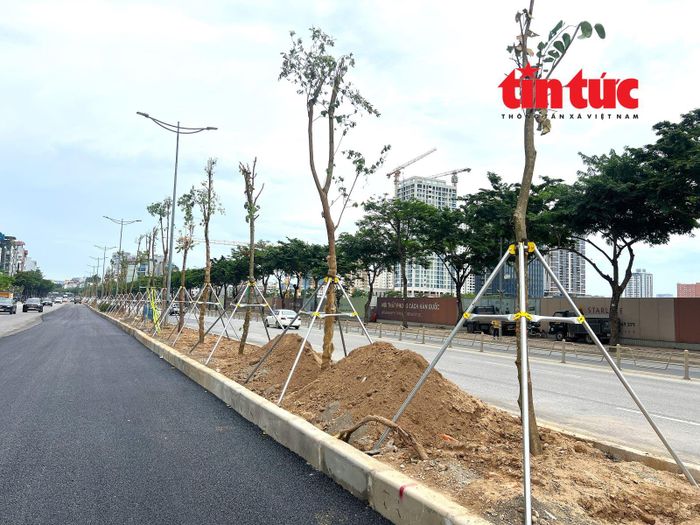 Ban quản lý dự án đầu tư xây dựng công trình hạ tầng kỹ thuật và nông nghiệp Hà Nội cho biết, sẽ thay thế hàng cây Chiêu Liêu bằng các cây tiểu mộc, cây bụi, cây mảng... để bảo đảm sinh trưởng và khả năng chống chịu trong mùa mưa bão...