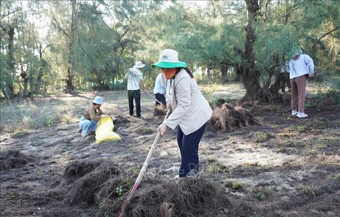 Phụ nữ xã Lân Phong thu gom thảm mục thực bì phòng chống cháy rừng phòng hộ ven biển xã Lân Phong. Ảnh: TTXVN phát