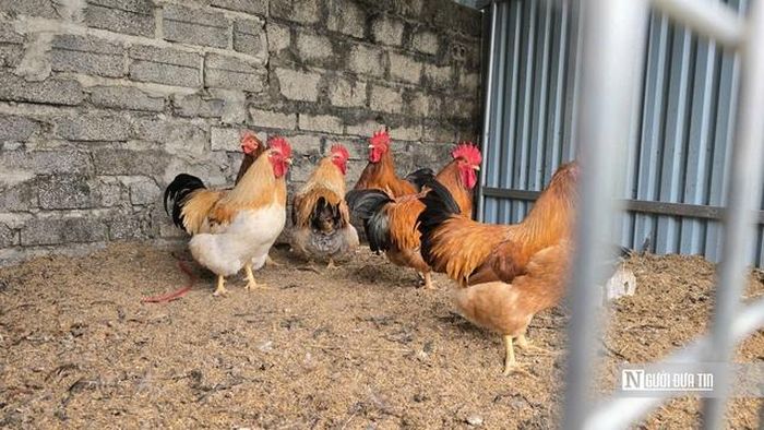 Thân, lá, rễ và củ sâm không đạt chất lượng sau khi thu hoạch được xay nhuyễn trộn với cám để nuôi gà.