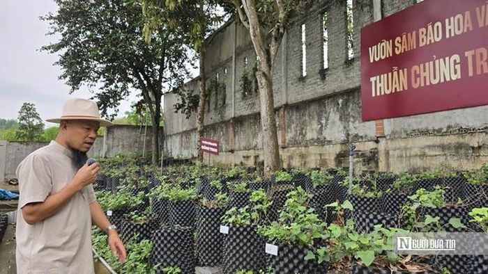 Ông Minh bên vườn sâm Báo hoa vàng 2-3 năm tuổi, có giá trị kinh tế cao, được trồng trên bầu của mình.