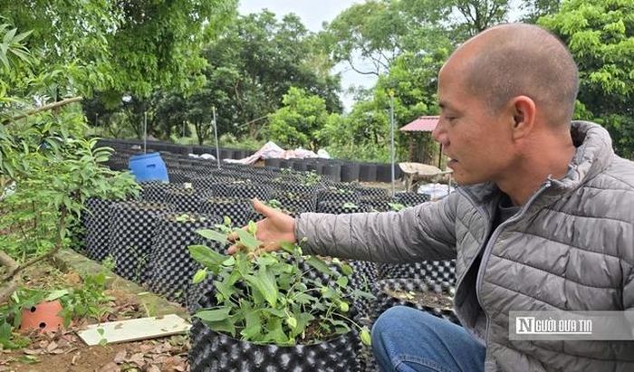 Ông Quách Văn Hải, Chủ tịch HĐQT HTX Sâm Báo Hoa Vàng, bên những cây sâm Báo hoa vàng được trồng trên bầu bằng phương pháp mới.