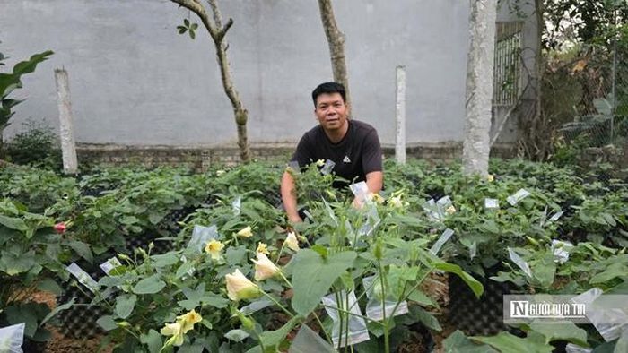 Anh Lê Văn Long bên vườn sâm Báo của gia đình.
