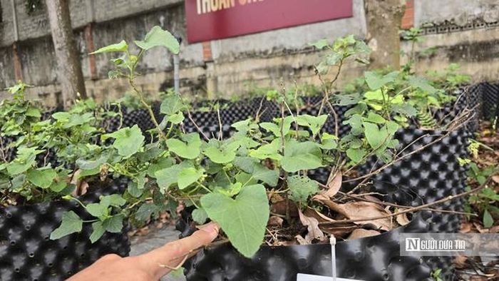 Trồng sâm Báo trên bầu là phương pháp mới giúp kiểm soát, hạn chế và kịp thời xử lý khi cây bị bệnh thối nấm củ rễ.