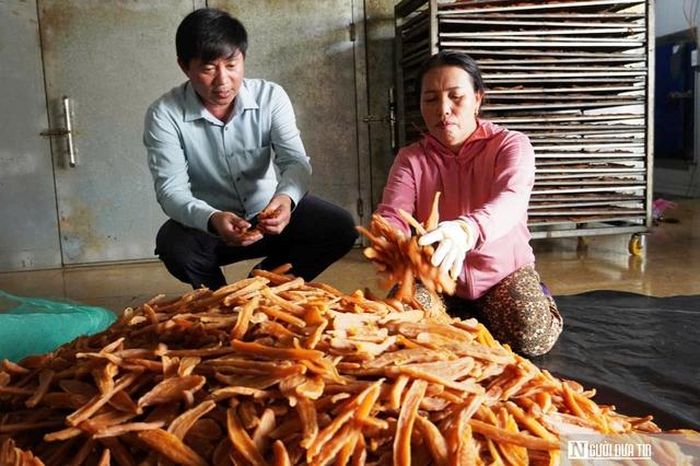 Khoai deo Hải Ninh là đặc sản nổi tiếng của tỉnh Quảng Trị.