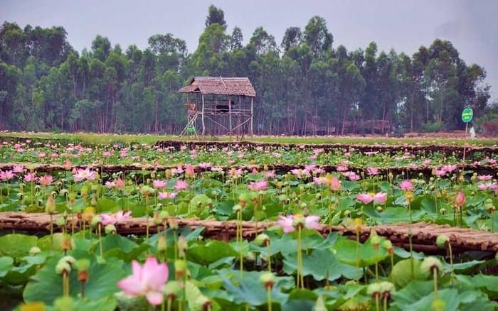 Đồng Sen Tháp Mười.