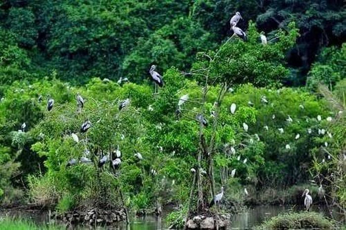 Vườn quốc gia Tràm Chim.