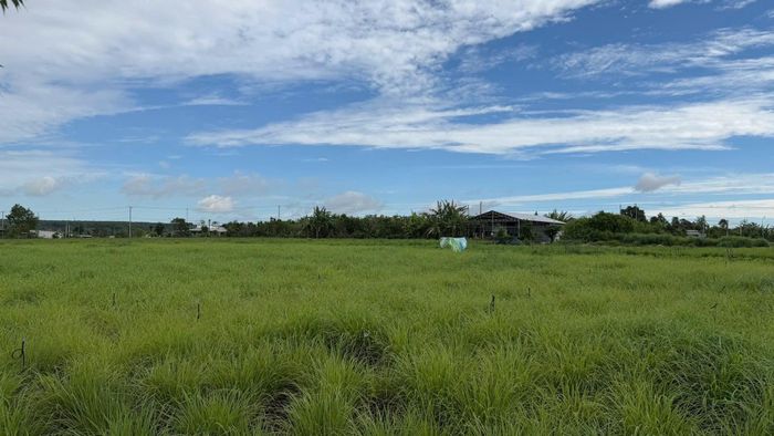 Nguồn nguyên liệu sả chanh được quản lý từ khâu canh tác đến chiết xuất để đảm bảo chất lượng ổn định. Ảnh: Quỳnh Anh