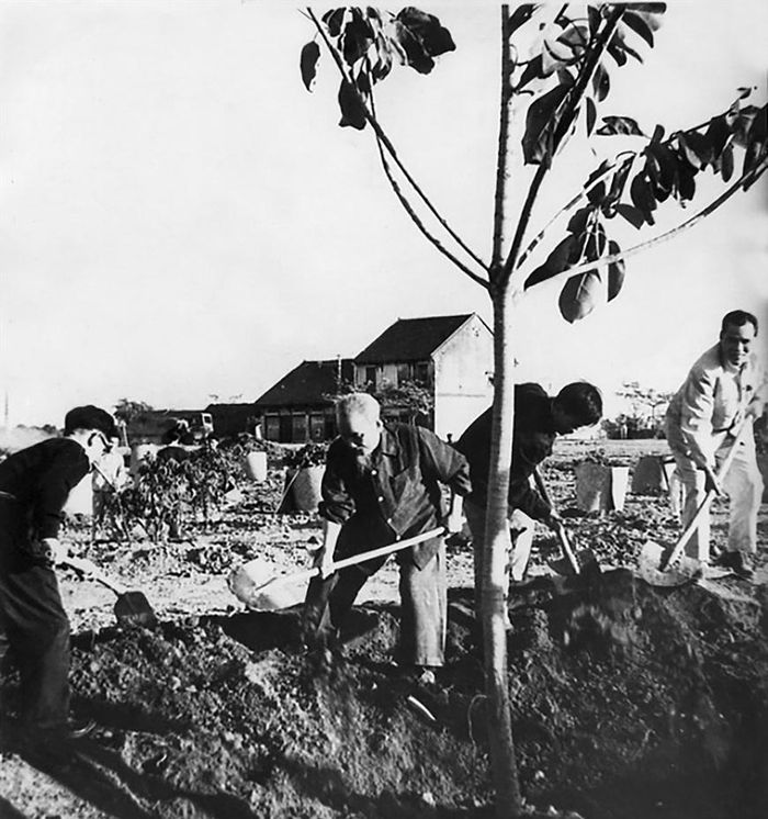 Chủ tịch Hồ Chí Minh trồng cây đa tại Công viên Thống nhất ngày 11/1/1960. Ảnh: hochiminh.vn